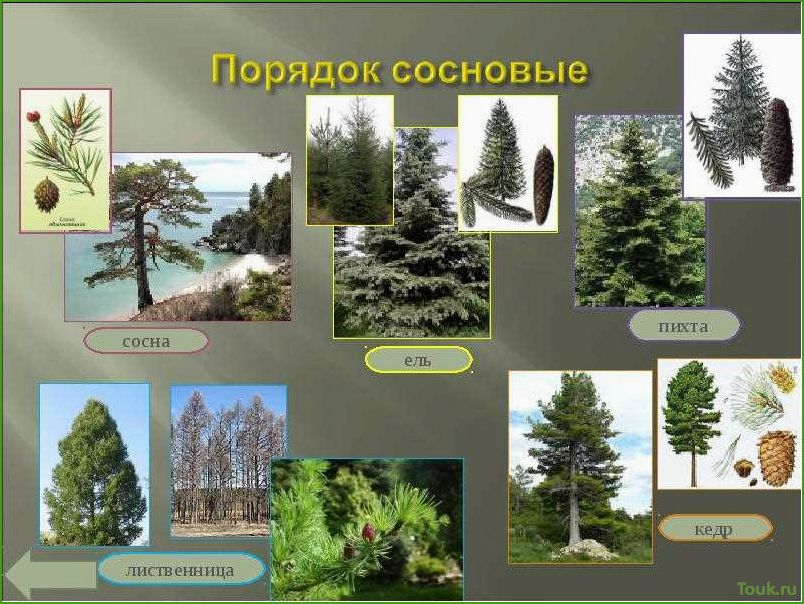 Разнообразие хвойных деревьев: названия, описания и фотографии для узнавания.