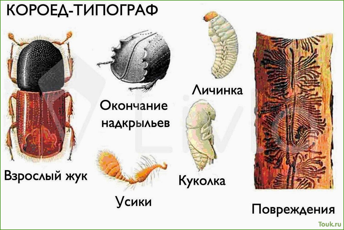 (короед, виды, причины, появления, способы) Короед: виды, причины появления и способы борьбы