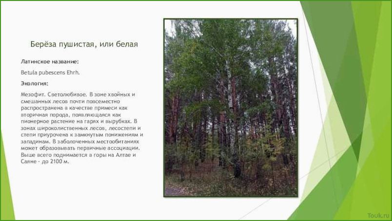 (пушистая, береза, красота, природы) Пушистая береза: красота природы