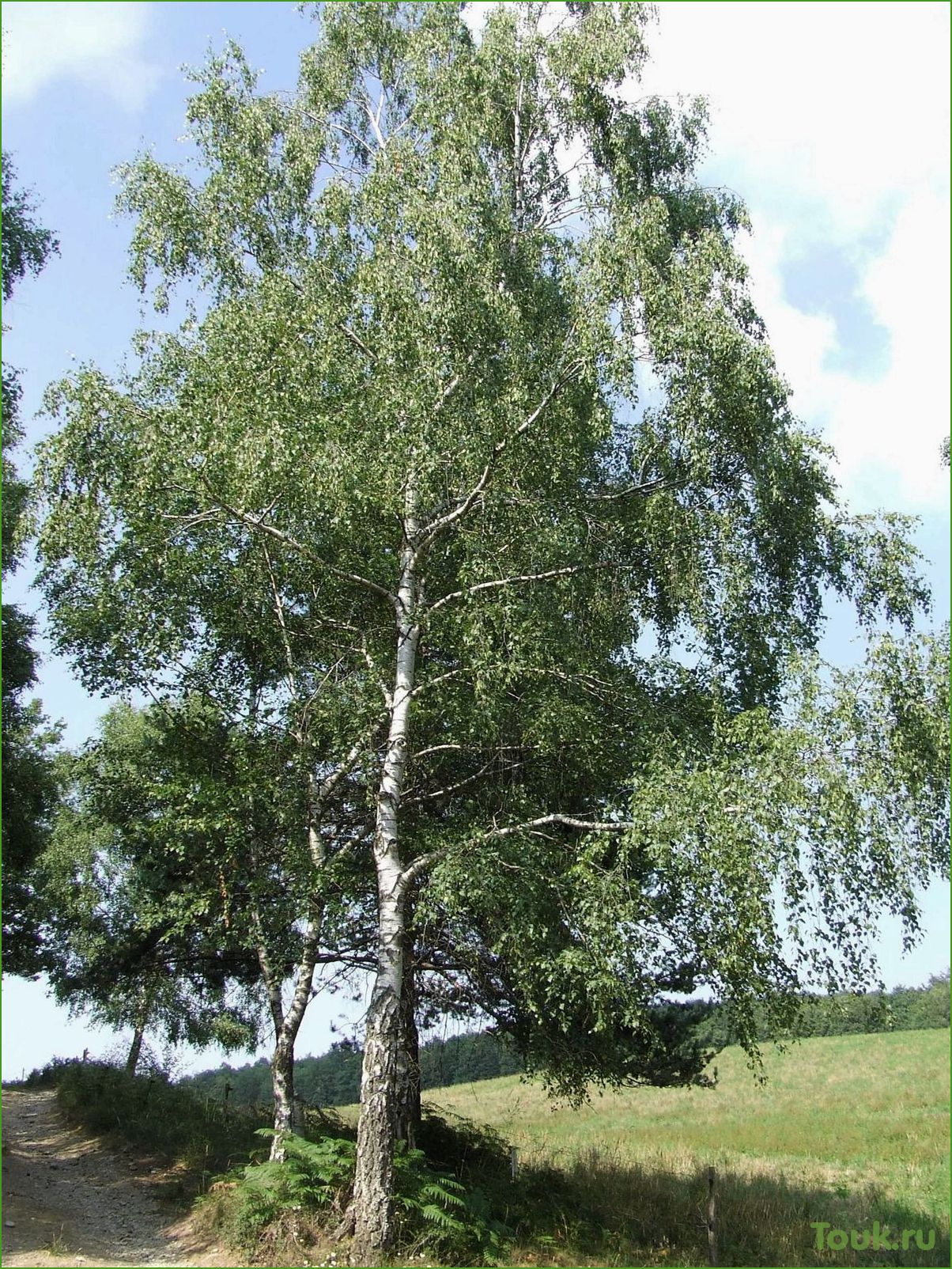 (пушистая, береза, красота, природы) Пушистая береза: красота природы