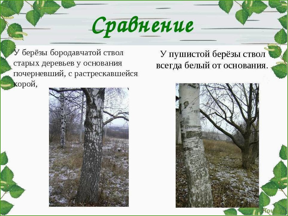 (пушистая, береза, красота, природы) Пушистая береза: красота природы