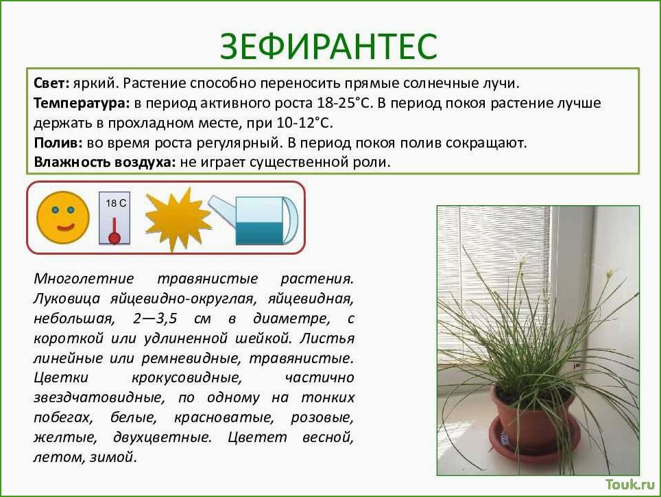 (оптимальная, температура, комнатных, растений) Оптимальная температура для комнатных растений