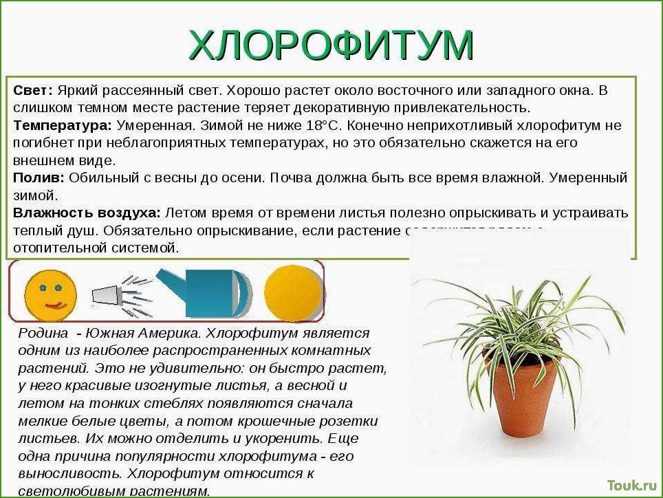 (оптимальная, температура, комнатных, растений) Оптимальная температура для комнатных растений