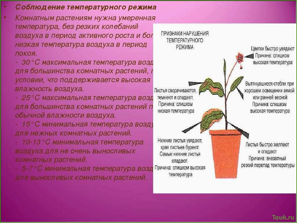(оптимальная, температура, комнатных, растений) Оптимальная температура для комнатных растений