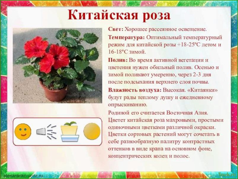 (оптимальная, температура, комнатных, растений) Оптимальная температура для комнатных растений