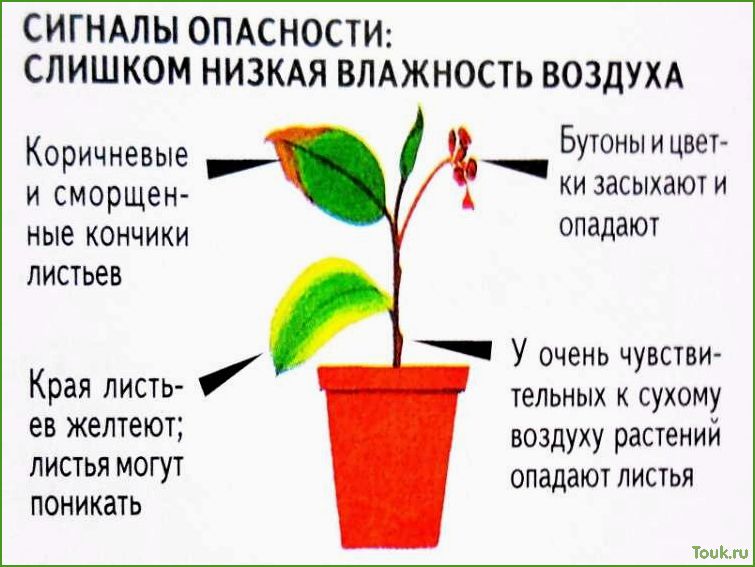 (оптимальная, температура, комнатных, растений) Оптимальная температура для комнатных растений