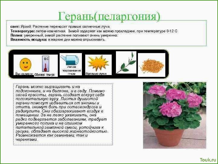 (оптимальная, температура, комнатных, растений) Оптимальная температура для комнатных растений