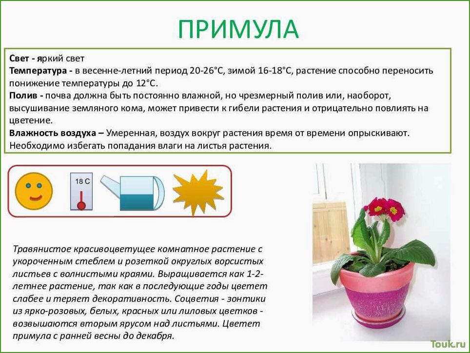 (оптимальная, температура, комнатных, растений) Оптимальная температура для комнатных растений