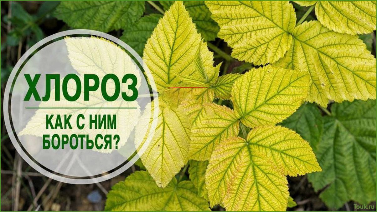 (хлороз, причины, симптомы, методы, лечения) Хлороз: причины, симптомы и методы лечения